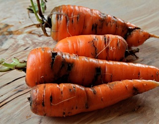 Морквяна муха спричиняє найбільшу шкоду під час тривалих вологих періодів